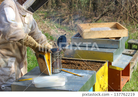 the beekeeper works with bees on honeycomb 137762219