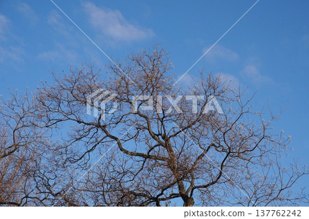 Chinese tallow tree with its leaves shed, leaving only the fruit - December 2025 137762242