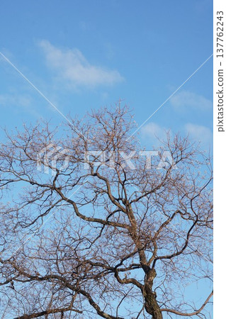 Chinese tallow tree with its leaves shed, leaving only the fruit - December 2025 137762243