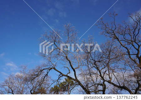 Chinese tallow tree with its leaves shed, leaving only the fruit - December 2025 137762245