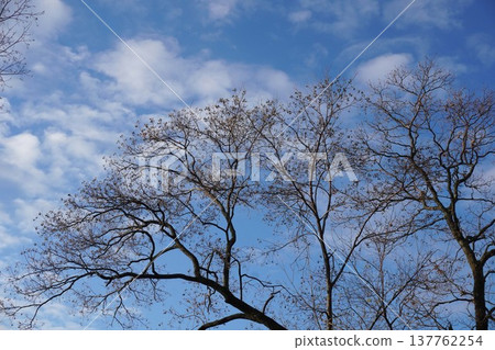 Chinese tallow tree with its leaves shed, leaving only the fruit - December 2025 137762254
