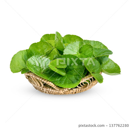 Centella asiatica, Asiatic Pennywort isolated on white background Centella asiatica, Asiatic Pennywort isolated on white background 137762280