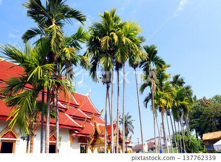 Palm trees and temple in Wat Chedi Luang Temple complex, Chiang Mai, Thailand. Wat Chedi Luang is a Buddhist temple in historic center of Chiang Mai. Topic of vacation, travel, trip, cruises, tour 137762339