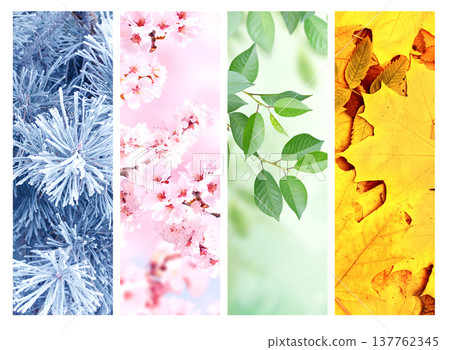 Set of nature banners depicting natural world. Four season of year. Each one features scene of nature, from snow of winter to vibrant leaves of fall. Perfect  for showcasing of changing seasons 137762345