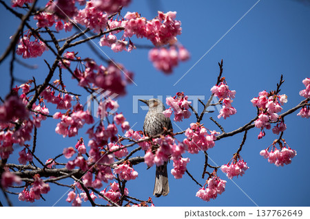A bulbul surrounded by a blue sky and cherry blossoms: A spring bird scene. 137762649
