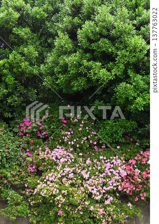 A hedge and a colorful landscape of azaleas blooming in early summer. 137763022