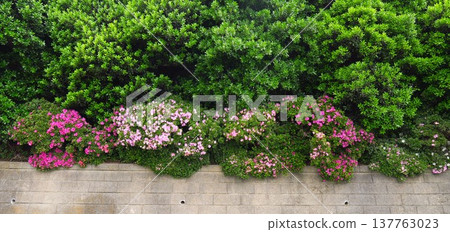 A hedge and a colorful landscape of azaleas blooming in early summer. A hedge and a colorful landscape of azaleas blooming in early summer. 137763023
