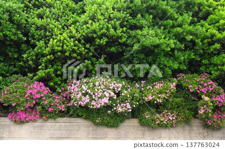 A hedge and a colorful landscape of azaleas blooming in early summer. A hedge and a colorful landscape of azaleas blooming in early summer. 137763024