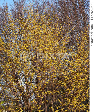 Cornelian cherry blossoms in full bloom - March 2026 Cornelian cherry blossoms in full bloom - March 2026 137763068