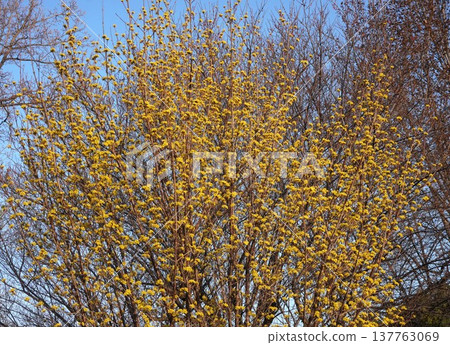 2026年3月，山茱萸花盛開 137763069