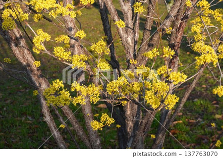 Cornelian cherry blossoms in full bloom - March 2026 Cornelian cherry blossoms in full bloom - March 2026 137763070