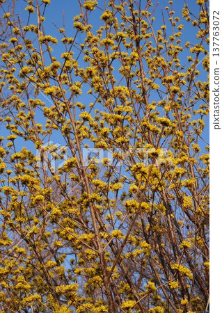 Cornelian cherry blossoms in full bloom - March 2026 137763072
