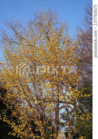 2026年3月，山茱萸花盛開 137763075