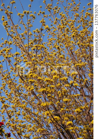 2026年3月，山茱萸花盛開 137763076