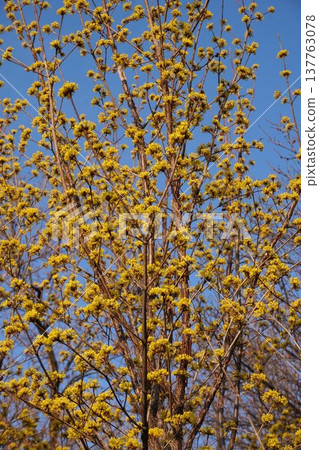 Cornelian cherry blossoms in full bloom - March 2026 137763078