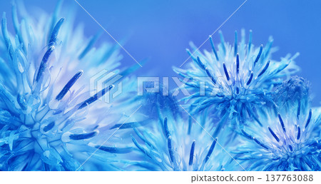 Floral  background. Thorny thistle flower. Closeup.  Nature. 137763088
