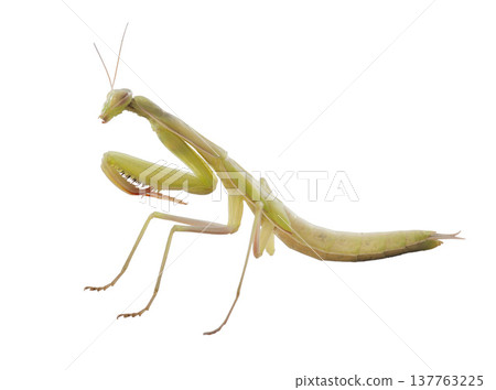 European mantis in studio European mantis in studio 137763225
