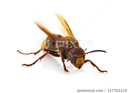 European hornet in studio European hornet in studio 137763229