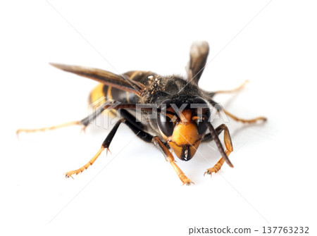Asian hornet in studio Asian hornet in studio 137763232