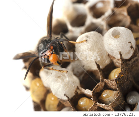 Asian hornet in studio 137763233