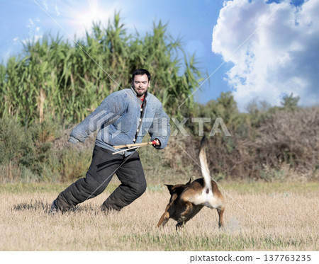 training of belgian shepherd 137763235