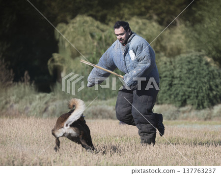 training of belgian shepherd training of belgian shepherd 137763237