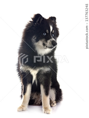 Pomsky in studio Pomsky in studio 137763248