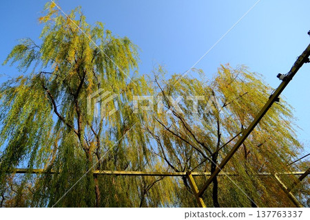 垂柳和藍天 垂柳和藍天 137763337