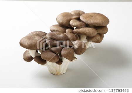 小米小米 137763453