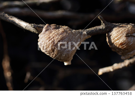 Mantis egg Mantis egg 137763458