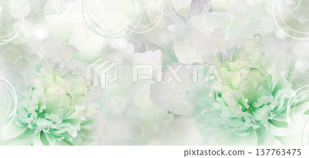 Peony flower. Floral background. Closeup. For design. Nature. Peony flower. Floral background. Closeup. For design. Nature. 137763475