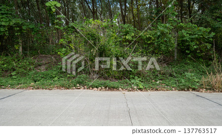 Horizontal or Landscape view of concrete road. On the road with cracks and cut lines separated by asphalt. Background of green forest of trees and grass. Horizontal or Landscape view of concrete road. On the road with cracks and cut lines separated by asphalt. Background of green forest of trees and grass. 137763517