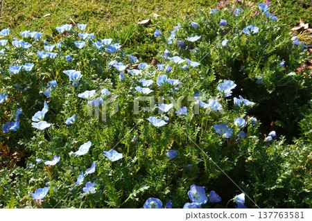 粉蝶花，2026年3月 137763581