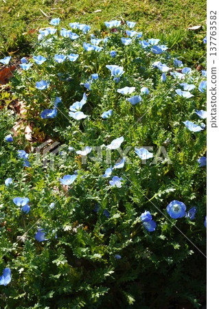 粉蝶花，2026年3月 137763582