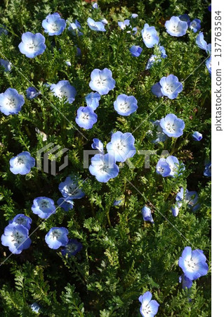 粉蝶花，2026年3月 137763584