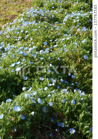 粉蝶花，2026年3月 137763585