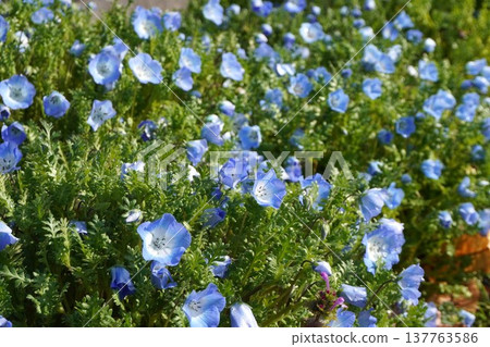 粉蝶花，2026年3月 137763586