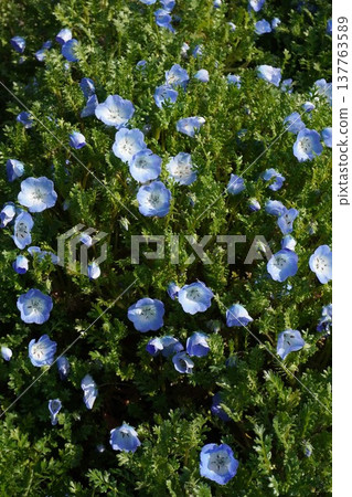 粉蝶花，2026年3月 137763589