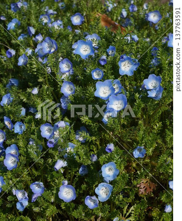 粉蝶花，2026年3月 137763591