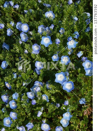 粉蝶花，2026年3月 137763592