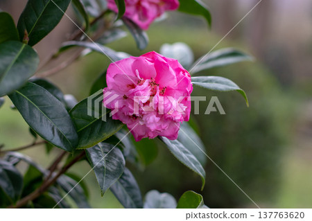 Soft pink double camellia bloom with dark stamens and green foliage Soft pink double camellia bloom with dark stamens and green foliage 137763620