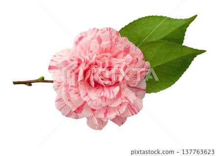 Striped pink peony form camellia japonica flower on branch isolated on white 137763623