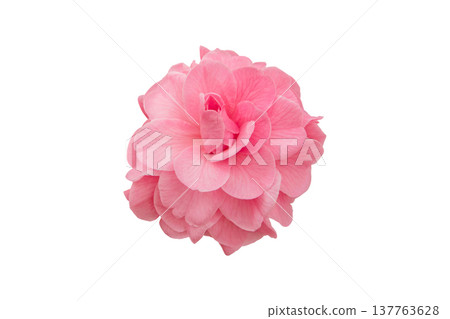 Soft pink double camellia japonica flower with veined petals isolated on white Soft pink double camellia japonica flower with veined petals isolated on white 137763628