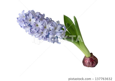 Light lilac hyacinth flower with bulb and leaves isolated on white Light lilac hyacinth flower with bulb and leaves isolated on white 137763632