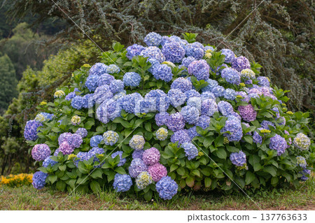 Dome-shaped hydrangea macrophylla with blue and purple flower clusters in garden with conifers 137763633