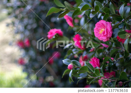 Blooming pink camellia japonica hedge in garden with soft bokeh and copy space 137763638