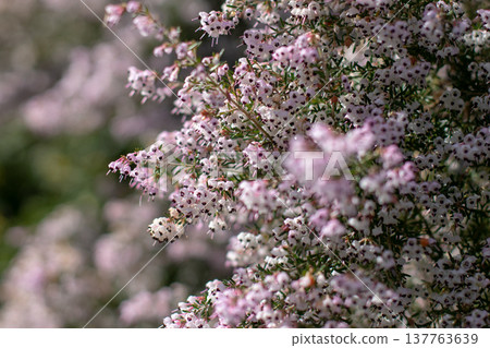 Pink erica canaliculata heather flowers close up with soft bokeh 137763639