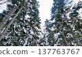 A snowy landscape seen from within the forest 137763767