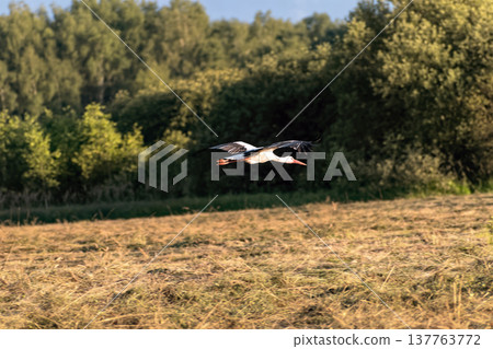 White stork flying low over mown field against background of green forest in summer. White stork flying low over mown field against background of green forest in summer. 137763772