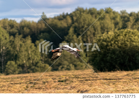 White stork flying low over mown field against background of green forest in summer. White stork flying low over mown field against background of green forest in summer. 137763775